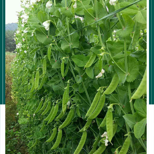 沧县荷兰豆种子 农田菜园香甜脆嫩肉厚荷兰豆豌豆种子 蔬菜种子