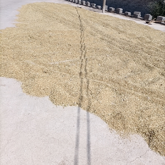  今年现莜麦