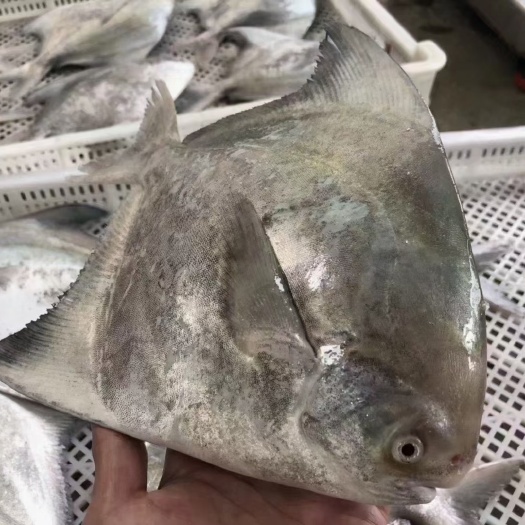 漳浦县中国斗鱼 斗鲳鱼