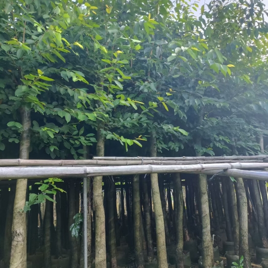 普宁市 海南蒲桃