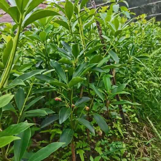 八角树苗  大红八角良种苗