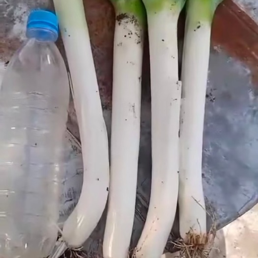 哈尔滨铁杆大葱 大葱