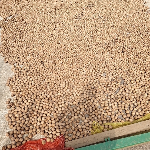 阳城县 薄皮核桃