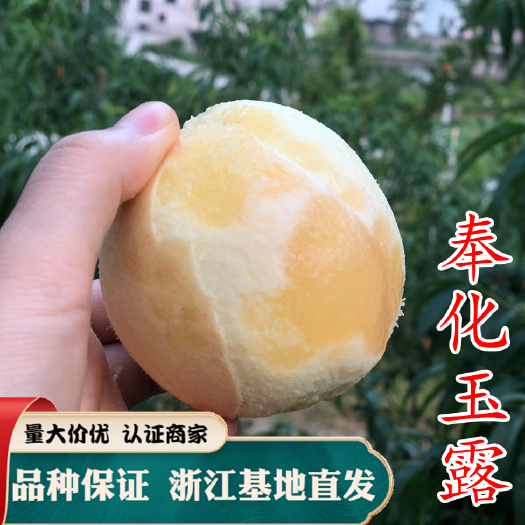 水蜜桃苗 奉化玉露水蜜桃苗 宁波奉化水蜜 嫁接苗 中熟