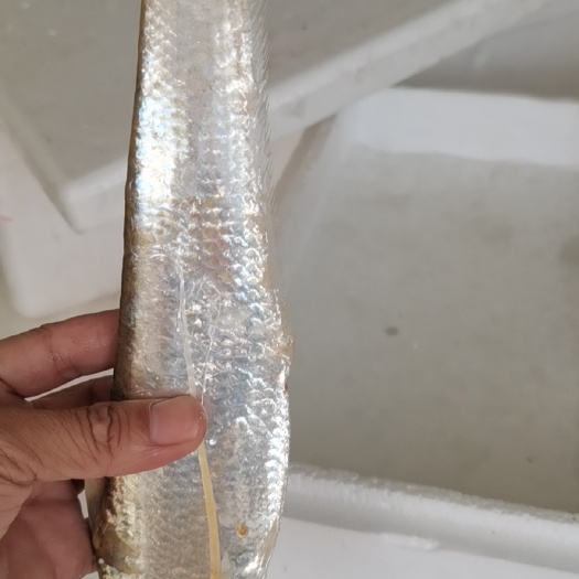刀鱼 江苏海刀
