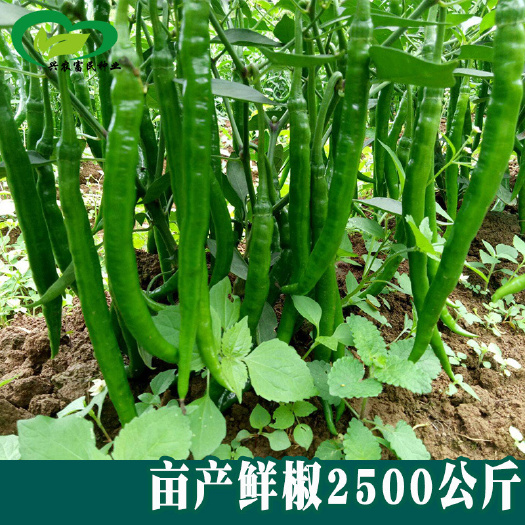 沧县8819线椒种子 农田菜园可盆栽长红辣椒二金条剁椒早熟辣椒