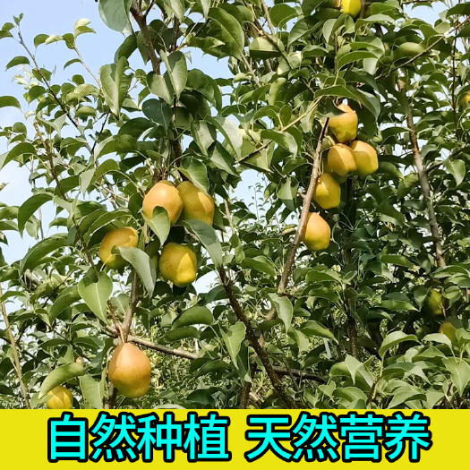阜阳香梨  红香酥梨