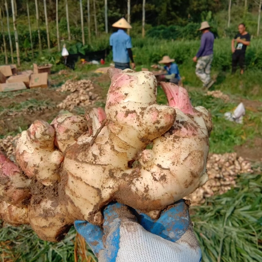 蒙山县小黄姜 中黄姜大量出售，批发，质量保证