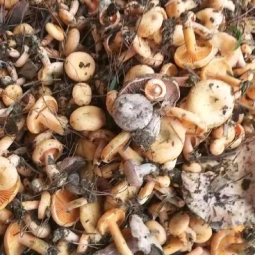 湄潭縣 松樹菌