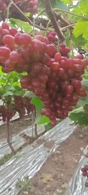 西昌市克伦生葡萄 凉山西昌万亩精品克伦生大量上市，团队代办欢迎各位老板前来釆购