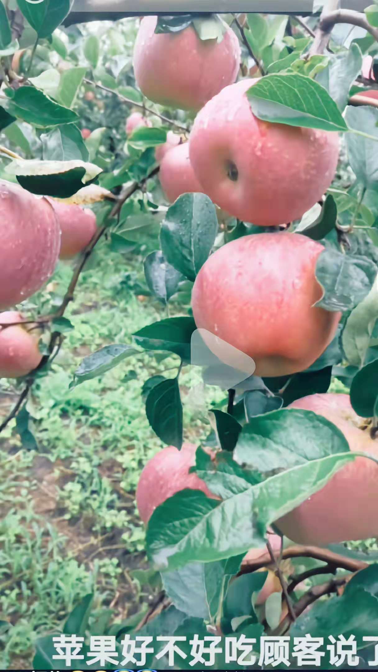 双十一活动价昭通红富士苹果丑苹果
