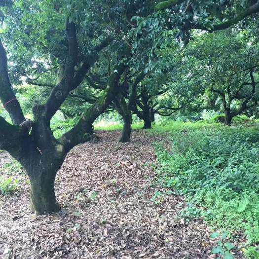 合江县桂味荔枝苗 带绿荔枝树