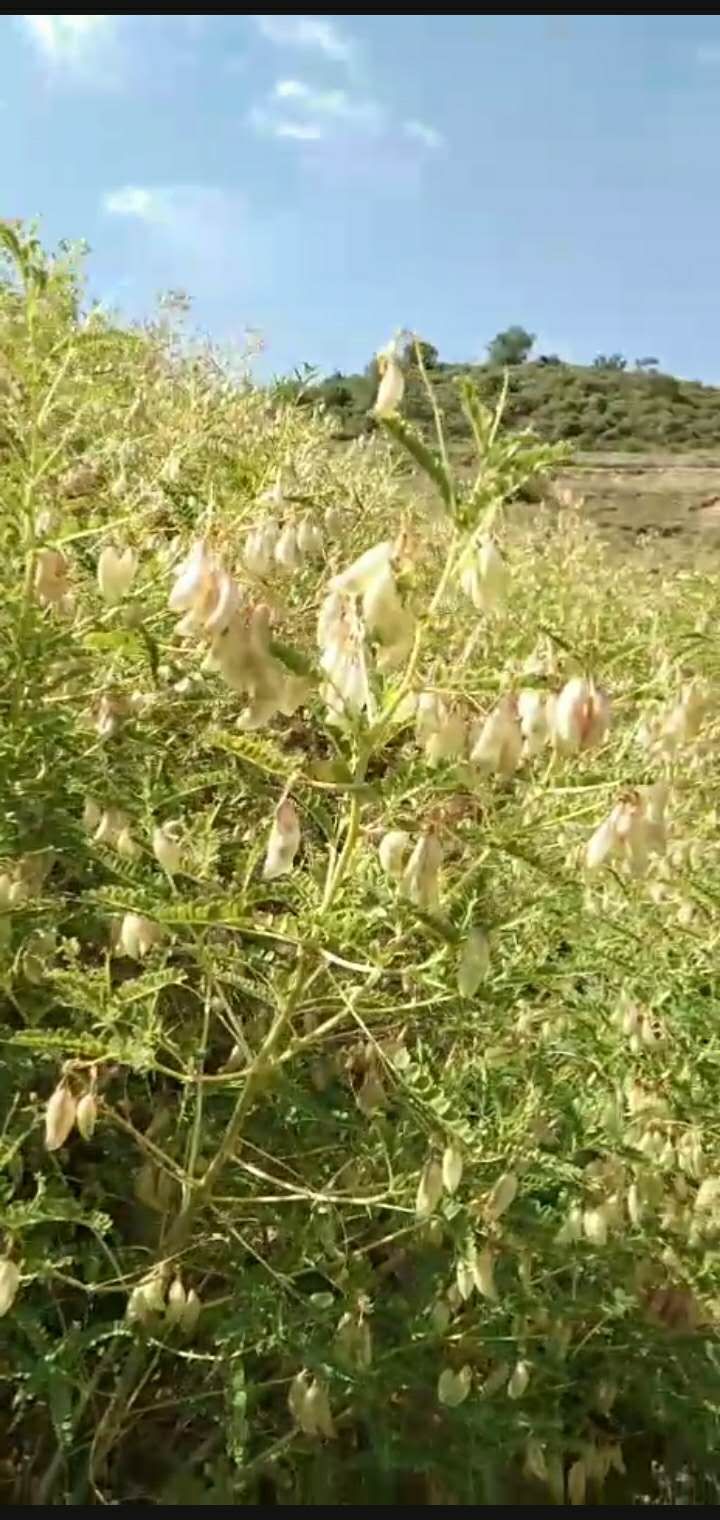 陕北6年生高杆黄芪200亩出售