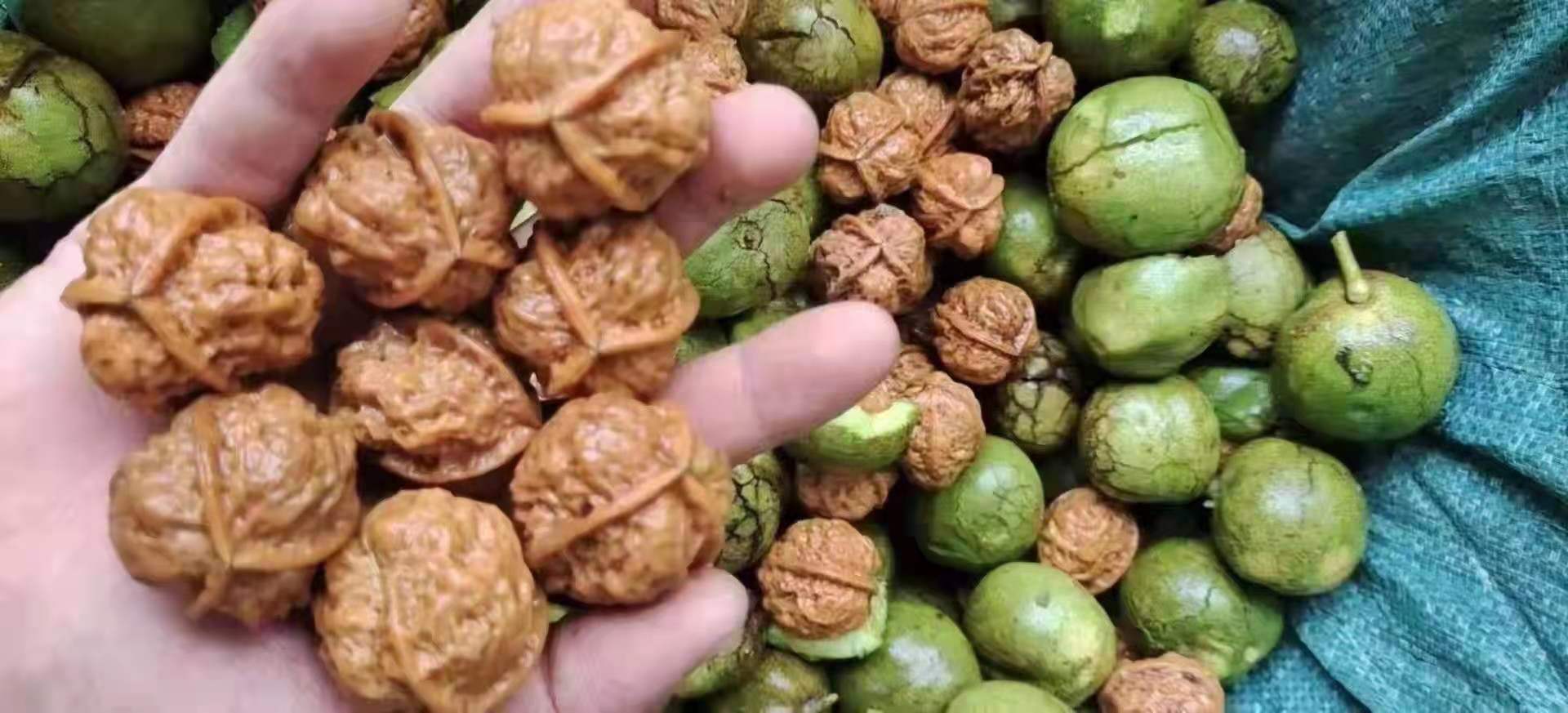新平彝族傣族自治县 铁核桃