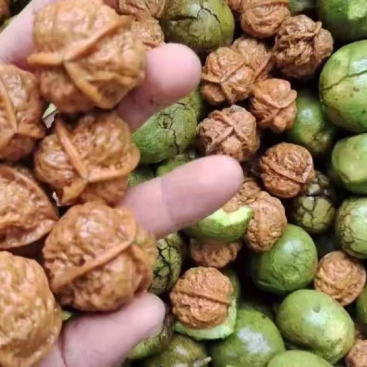 新平县 铁核桃