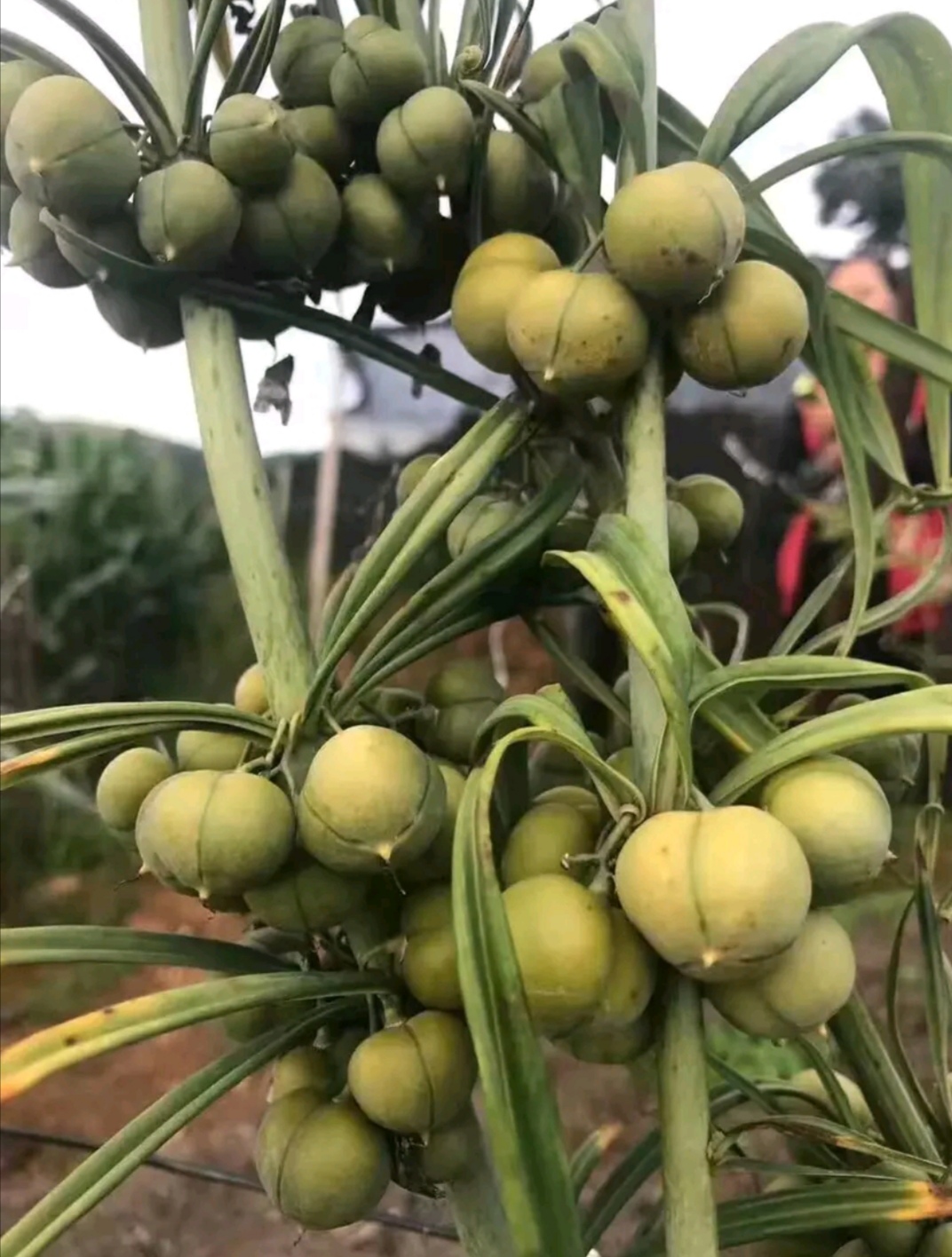 黄精种子  红花滇黄精种子不到苗黄精种子提供种植技术包发芽