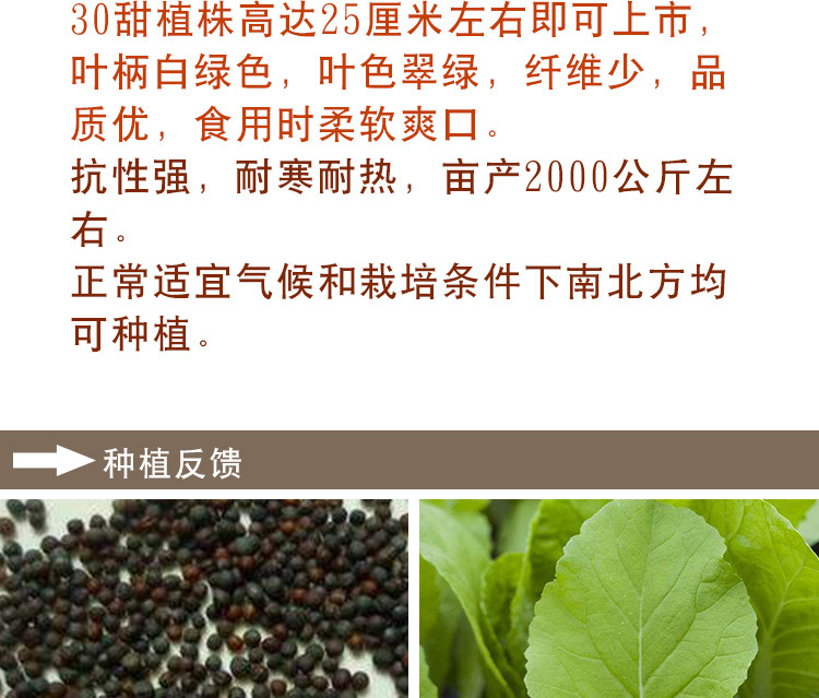 小白菜种子  四季奶油小白菜， 阳台菜园纤维少叶菜种子 蔬菜种子