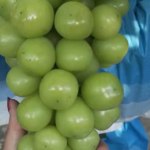 广宗县阳光玫瑰葡萄