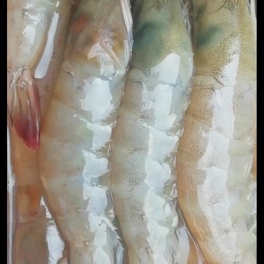 盐城中国对虾  青虾，对虾，基围虾