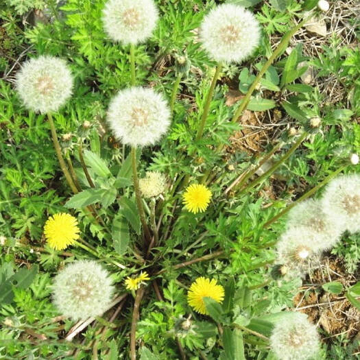 六盘水蒲公英菜  纯野生蒲公英