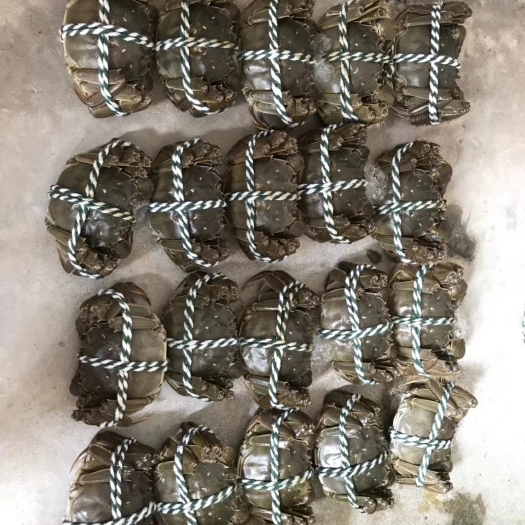 精品大闸蟹4-6两