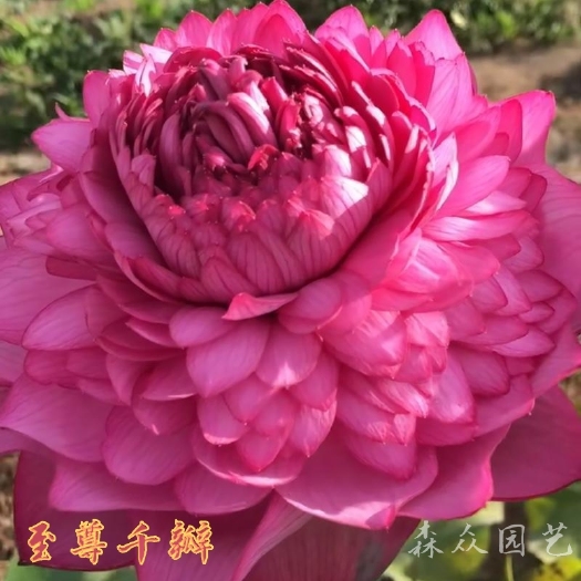 沭阳县莲藕种苗  池塘大型景观荷花苗莲藕苗，观赏盆栽荷花莲藕苗