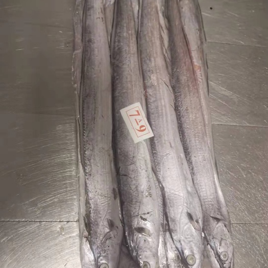 北海 北部湾国产海捕带鱼