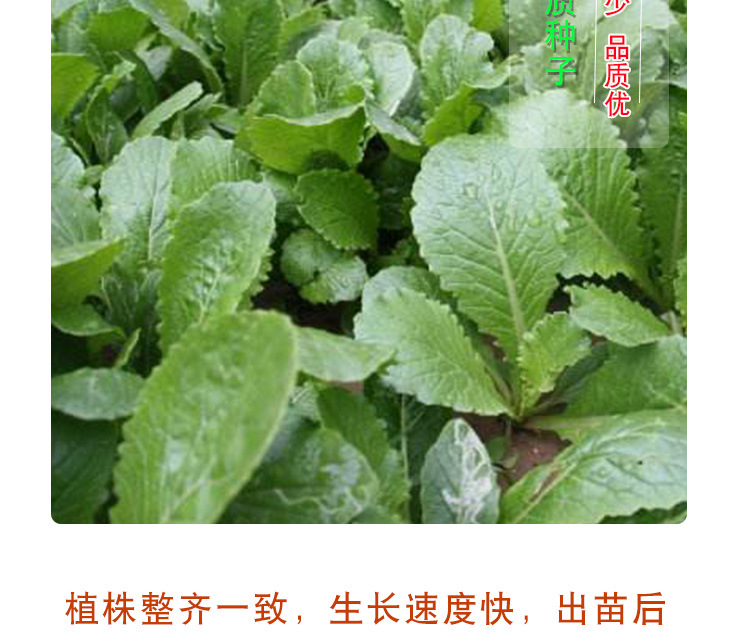 小白菜种子  四季奶油小白菜， 阳台菜园纤维少叶菜种子 蔬菜种子