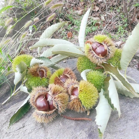 泰安 泰山油栗