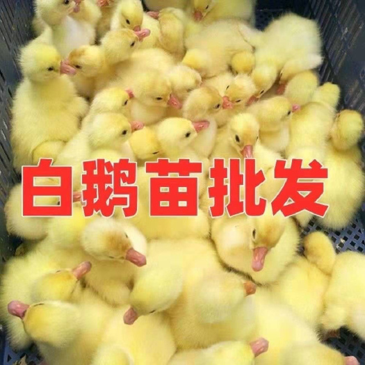 中山市 四季大白批发质量保证确保正品做好疫苗发货好养四季大白批发白鹅