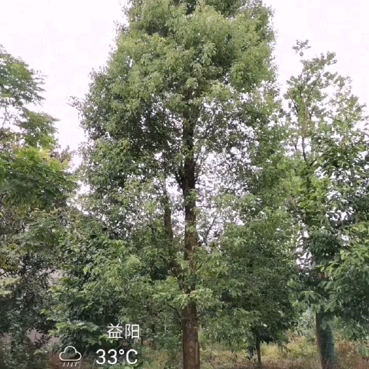 益阳 移栽骨架精品香樟