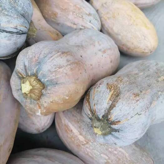 贵阳 贵州蜜本南瓜大量上市中