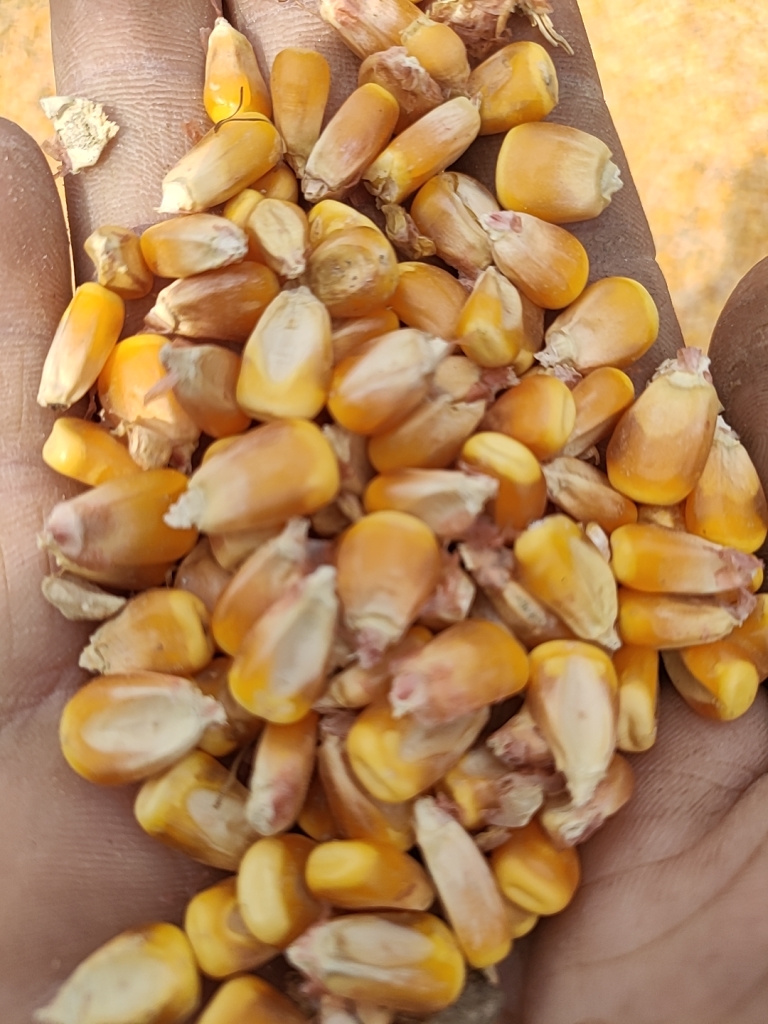 黄玉米粒 玉米粒 ≥720g/L 水份14%-16% 9个粮以上