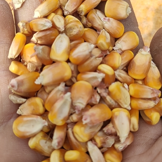 沛县黄玉米粒 玉米粒 ≥720g/L 水份14%-16% 9个粮