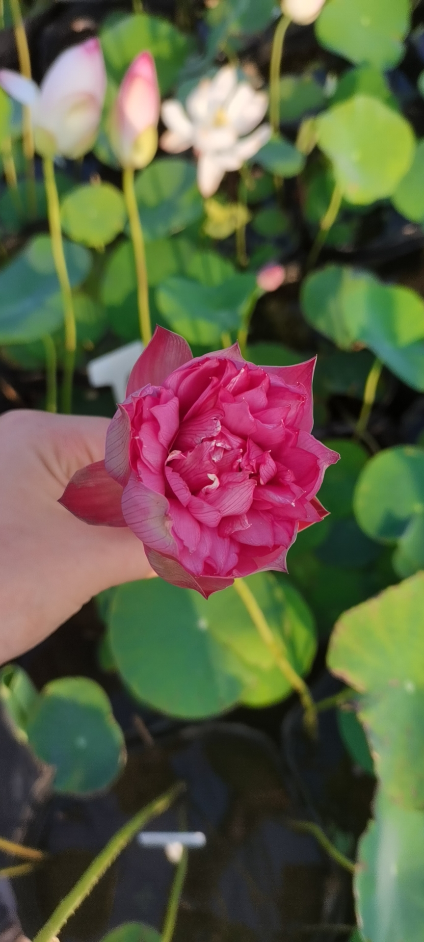 莲藕种苗  池塘大型景观荷花苗莲藕苗，观赏盆栽荷花莲藕苗