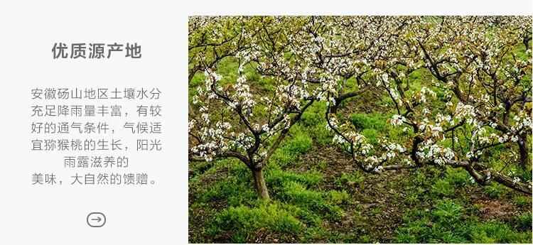 砀山县 砀山酥梨  自家果园现在果实已经到了采摘期，每 欢迎老板订购