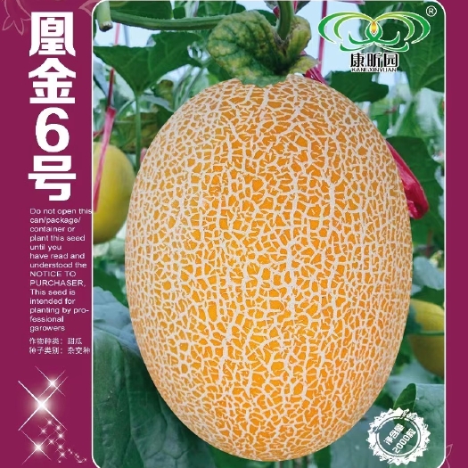 寿光市哈密瓜种子  凰金6号～中粗网纹，橘红色果肉，脆甜，爽口
