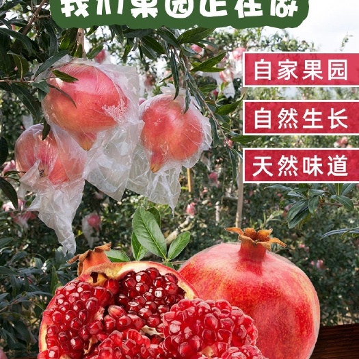 西安陕西西安临潼突尼斯软籽石榴大量供应，有需求的采购商可以联系