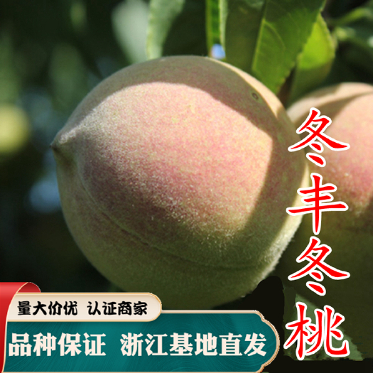 嵊州市冬桃苗 晚熟桃苗 嫁接苗 极晚熟 特大巨型 冬丰冬桃苗