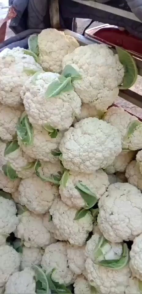 定西松花菜