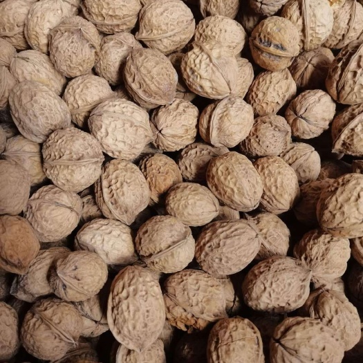 祥云县纸皮核桃 云南大理薄皮核桃