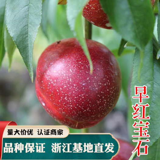 油桃苗 早红宝石油桃苗 红皮黄肉油桃 特早熟油桃苗