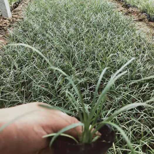 青州市 麦冬草，适用绿化工程。
