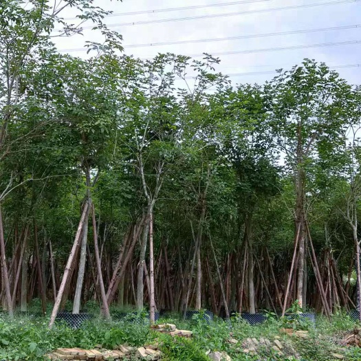 漳州黄花风铃木 15公分黄花凤铃木