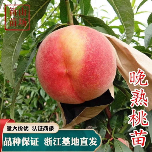 嵊州市水蜜桃苗 晚熟桃苗 嫁接桃树树苗丰产性好