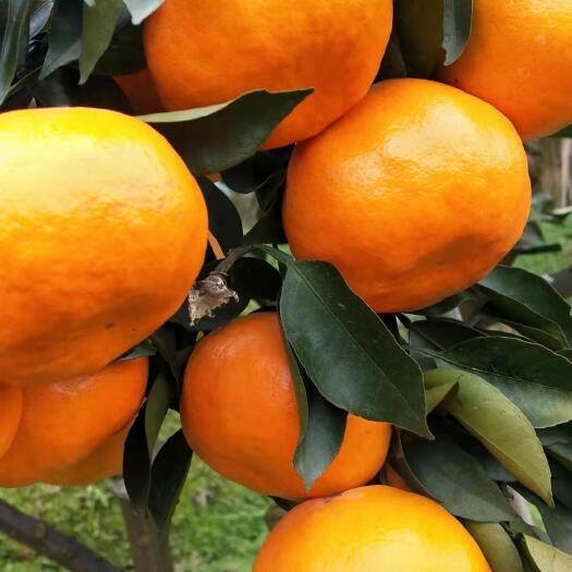 洪江市明日见柑橘苗  明日见柑桔杂柑新品种 肉质细嫩化渣