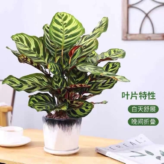 漳平市（精品）孔雀竹芋盆栽   基地  直销   量大有货