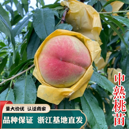 嵊州市水蜜桃苗  中熟水蜜桃 正宗奉化 无锡阳山桃树 特大嫁接地栽