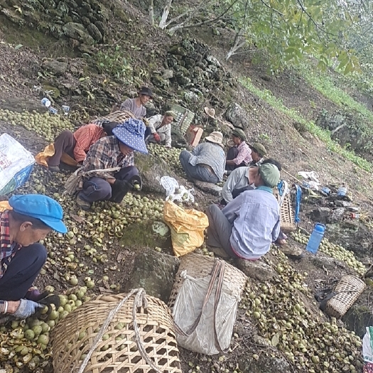 泸水市青皮核桃 中品核