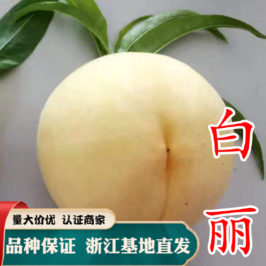 水蜜桃苗 白丽 无锡水蜜桃树苗 宁波奉化水蜜桃苗树